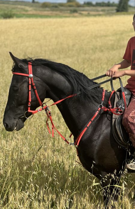 Жеребчик тракено/донской