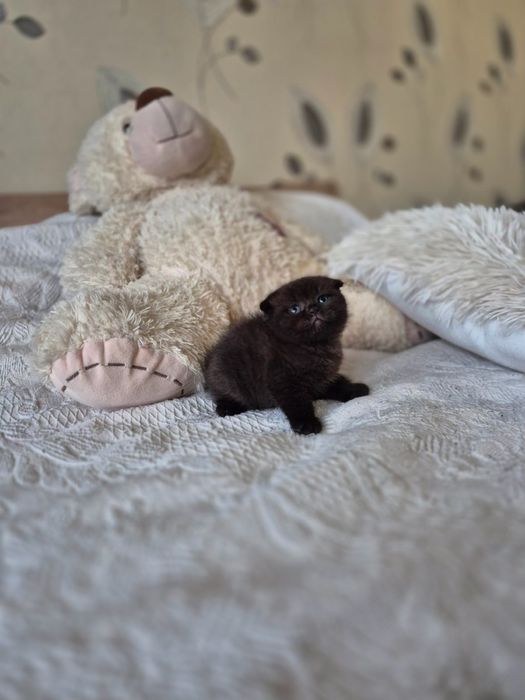 Британски късокосмести котета