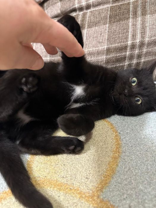 Отдам котят в добрые руки