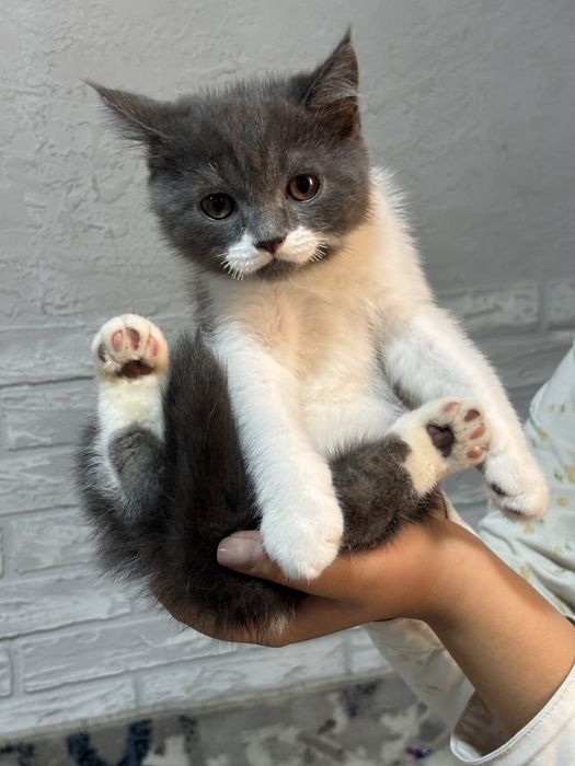 продаются котята