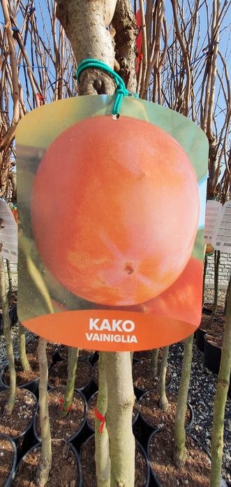 Pomi Fructiferi Exotici La Ghiveci (Kaki )