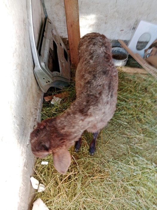 Бордақы ұрғашы тоқты