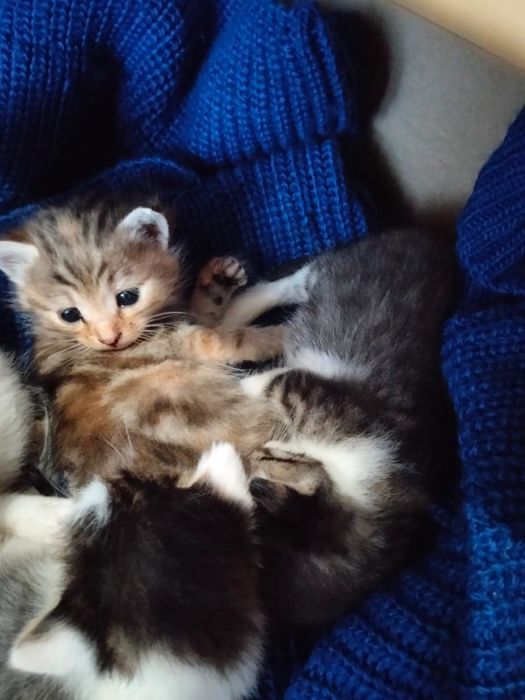 котята в добрые руки