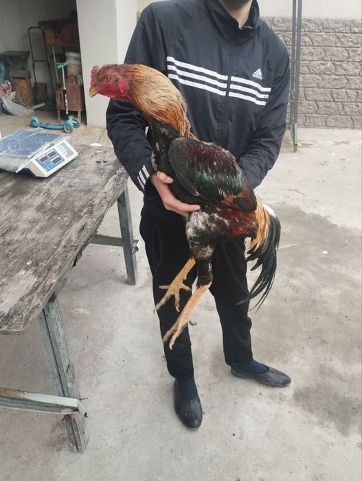 Dakang xuroz  toza Saman sotiladi.500ming