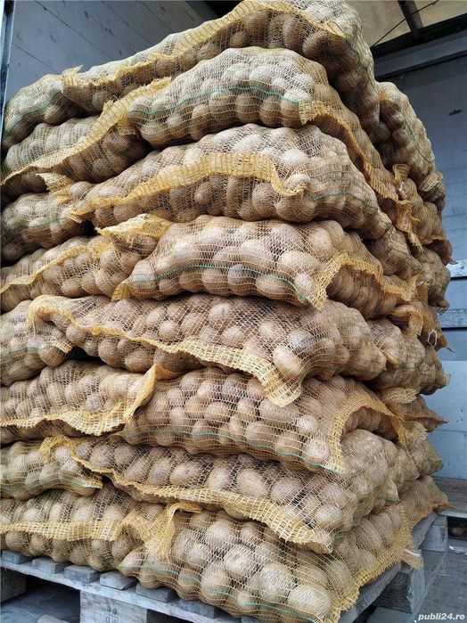 cartofi de samanta Covasna: Riviera, Carera Carrera si Red Lady