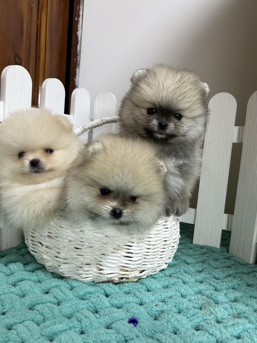 Померанский шпиц