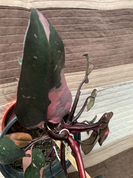 Philodendron Pink Princess (40 cm )