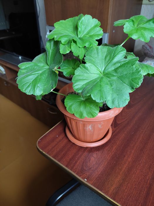 Герань ярко-вешневая