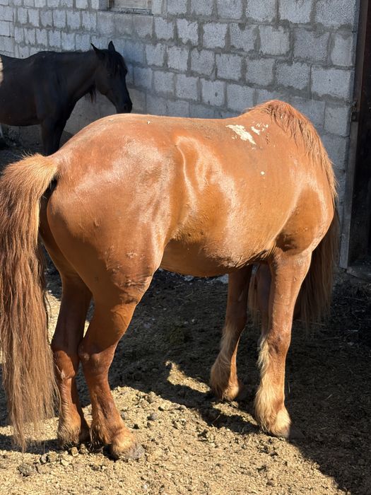 Лошадь кабыла с жеребенком и жеребец