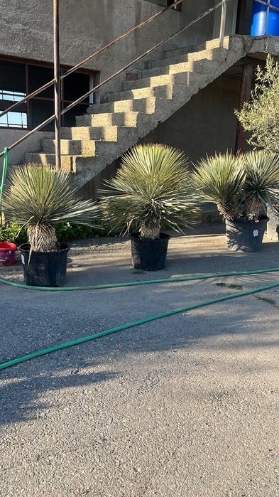 Plante ornamentale diferite specii si dimensiuni livrare gratuita în toată România