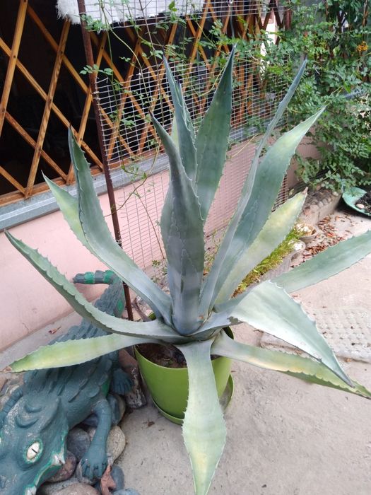 Продам цветок Агава