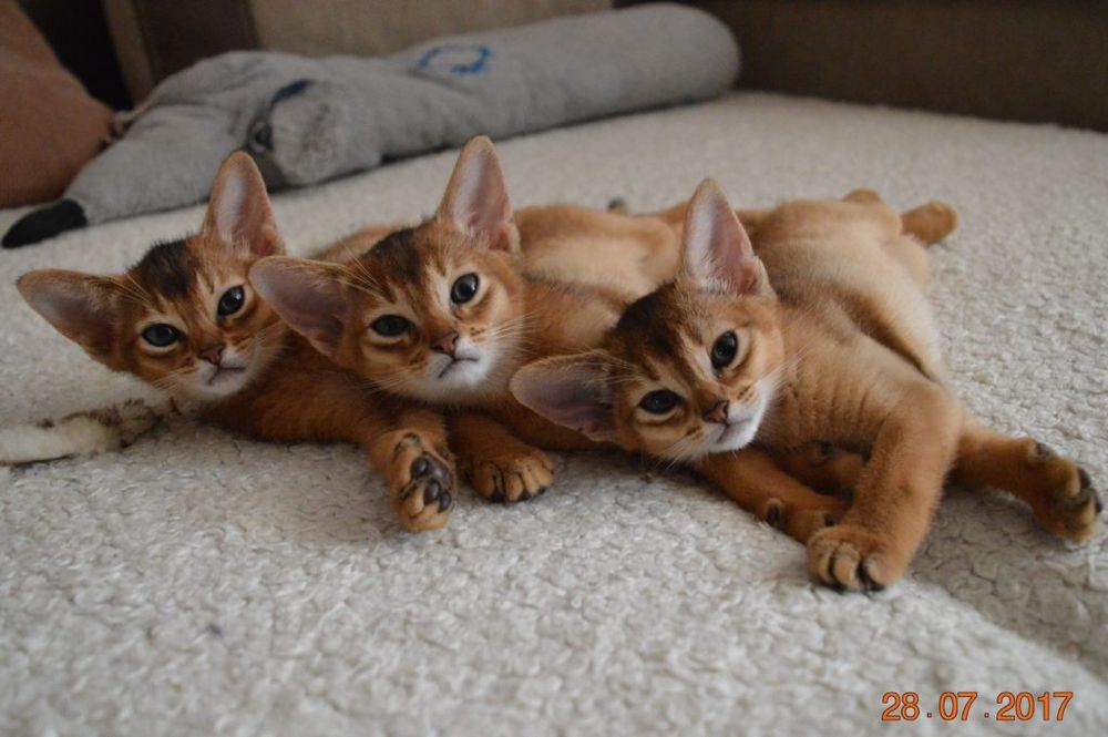 Абиссинские клубные котята