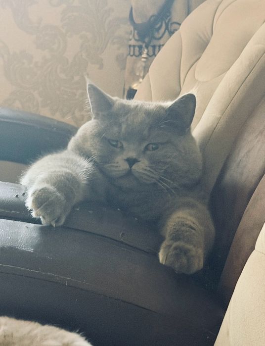 Vyazkaga Erkak Mushuk