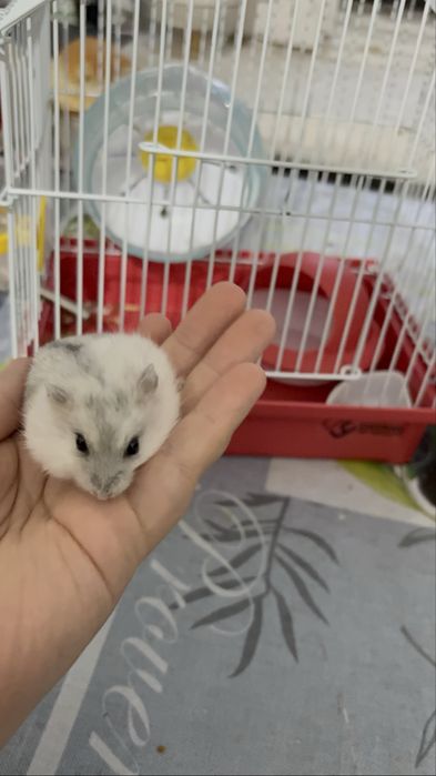 Продам 2х хомяков с клеткой и кормом