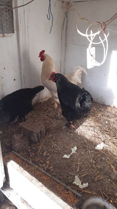 Pasari de curte sanatoase