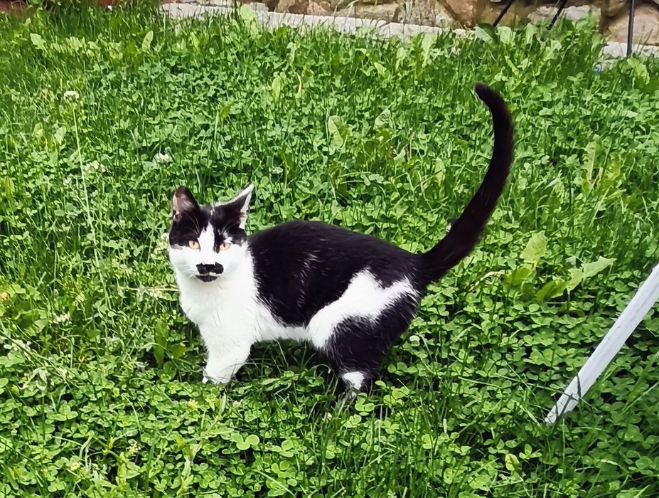 Подарявам малко коте