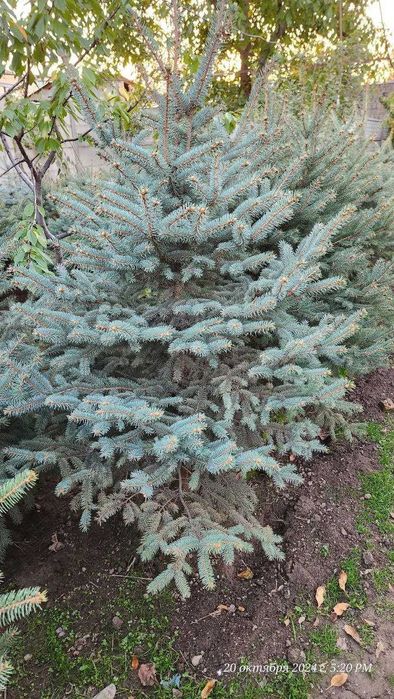 Акция! 100% Сифатли голубой арча арзон нархда! голубой ель чет элдан