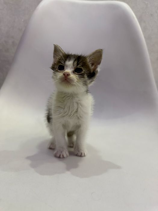 Отдам котенка в добрые руки