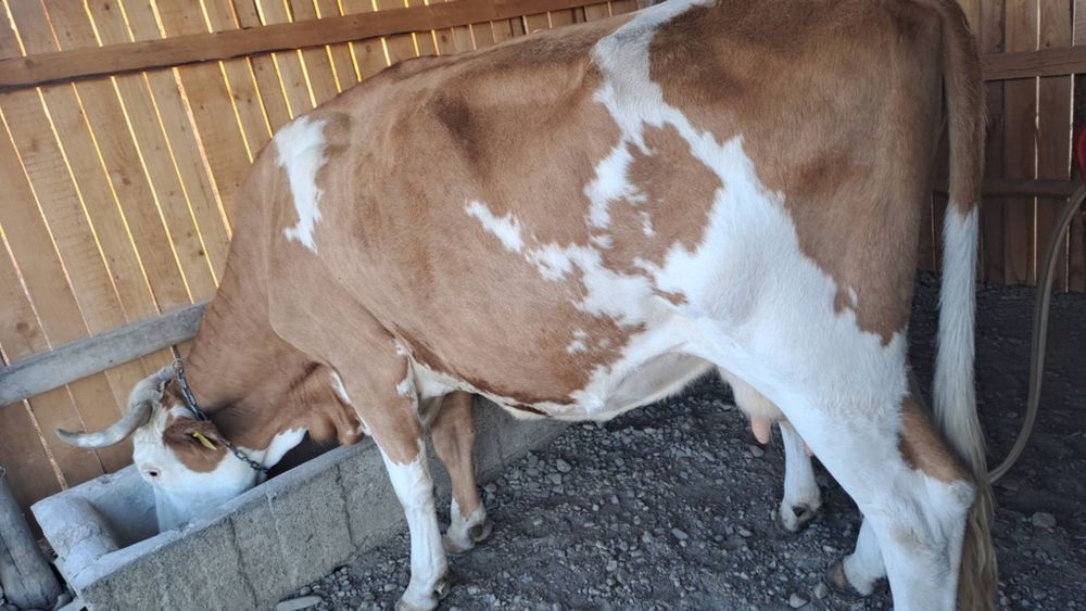 Vând un tauras alte detalii pe numarul de telefon