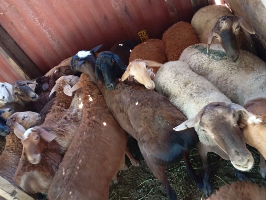 Семиз Кой сатылады