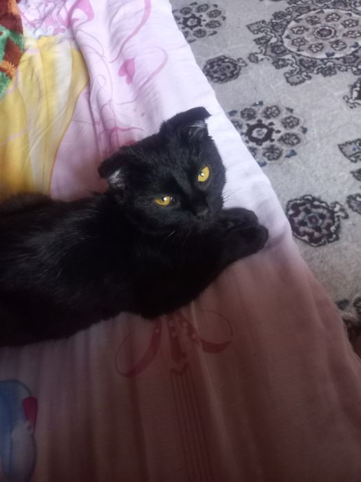 Мушук сотилади угил бола