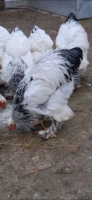 Cocoș  brahma herminat deschis linie foarte bună