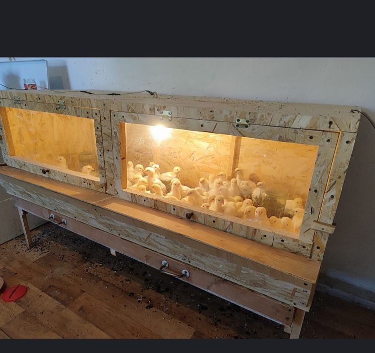 Брудер для цыплят