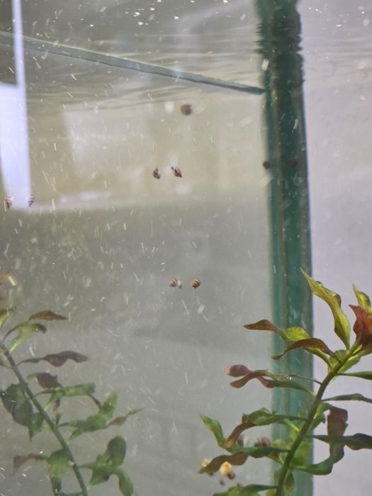 Продам улиток аквариумных