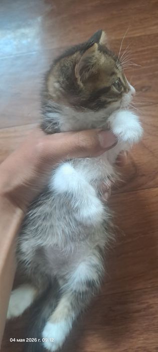 Отдам котят бесплатно