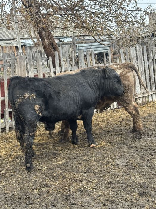 Продается   бык