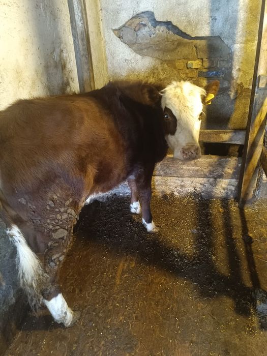 Продаю белоголовую телочку