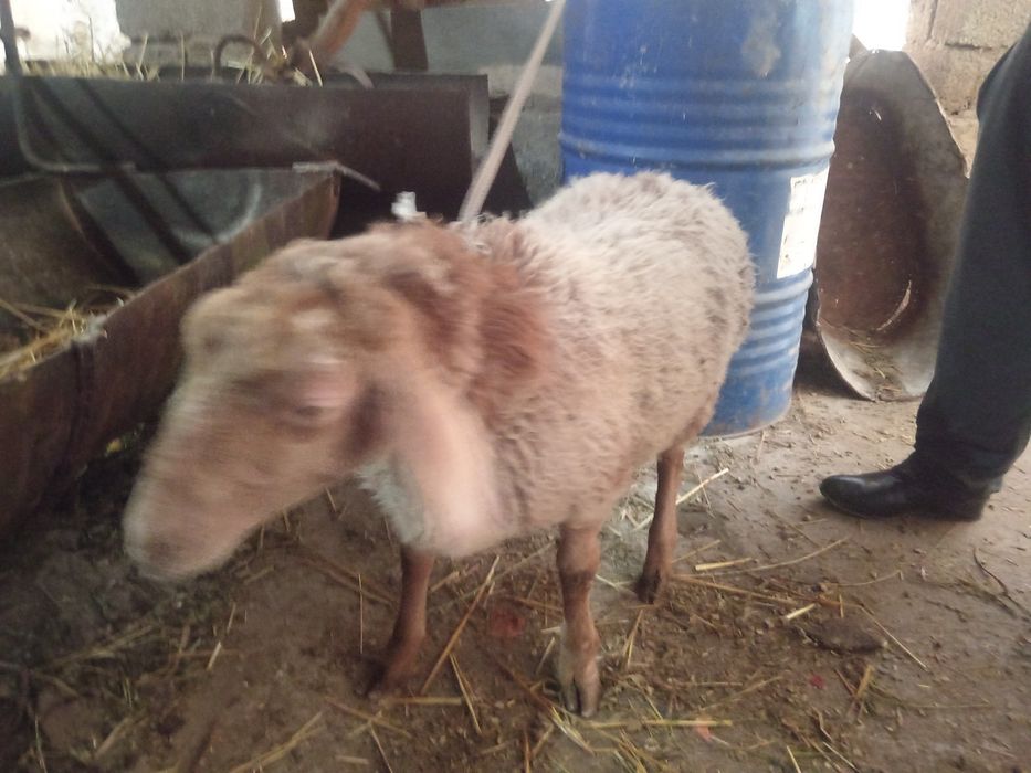 Qirgiz qoy urgochi toqlik Киргиз кой соглик туклик