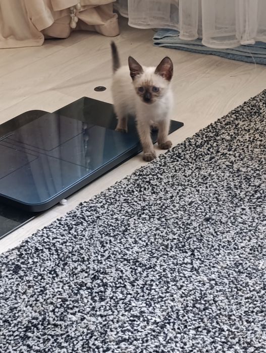 Котик, ищет себе уютный дом. Мальчику 1 месяц