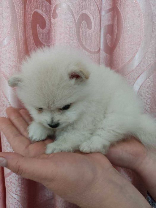 Щенки померанского шпица