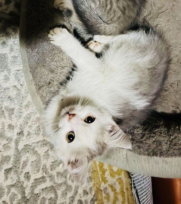 Продам котёнка . Домашняя , чистая , добрая, ласковая.