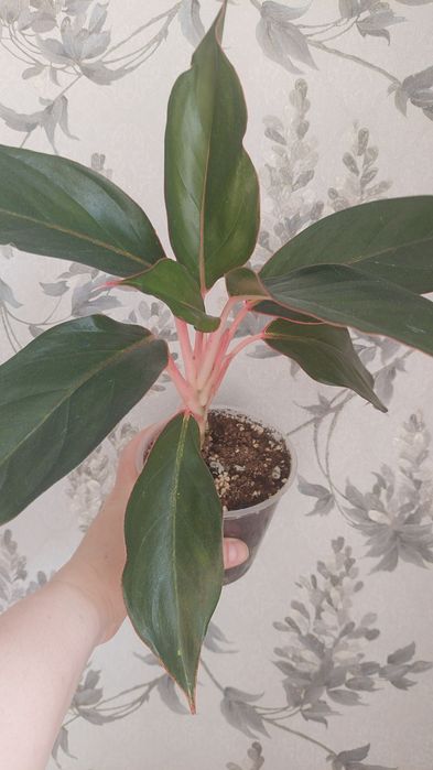 Продам цветы домашние Актобе