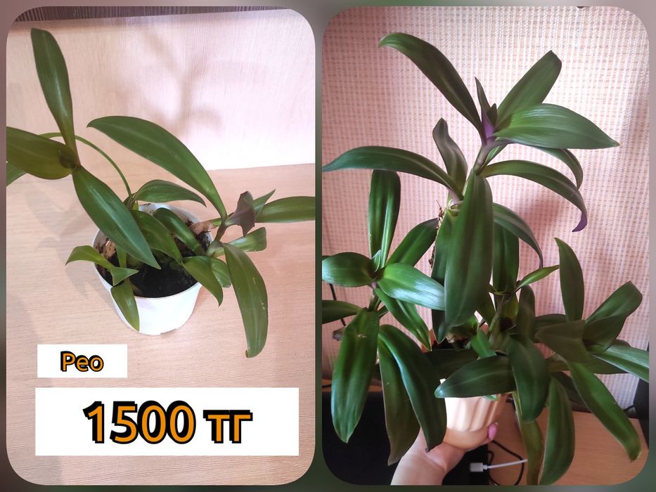 Комнатные цветы и растения