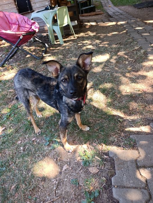 Cățelușă spre adopție