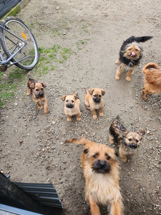 DONEZ 3 căței vaccinați, deparazitati