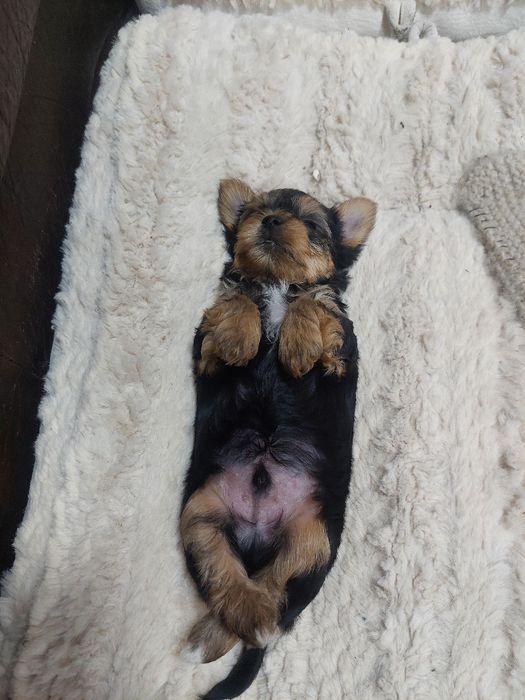 Сладки йоркита,готови да даряват любов. Родени на 30.11.25г.