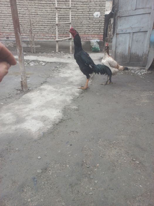 Дакан хороз ва макйони сотилади ёки алиштираман хашики макёнларга