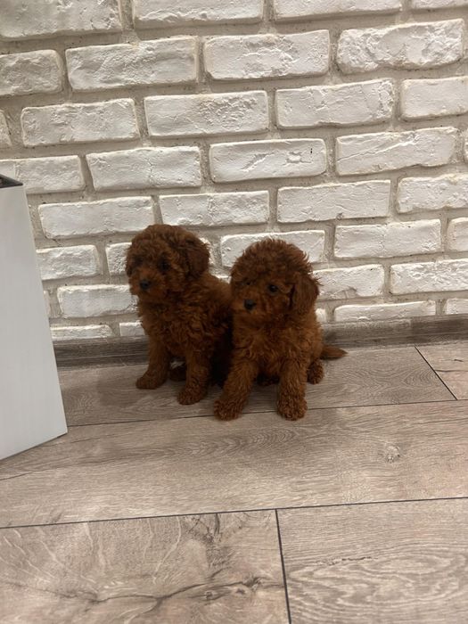 Мини Той Пуделчета