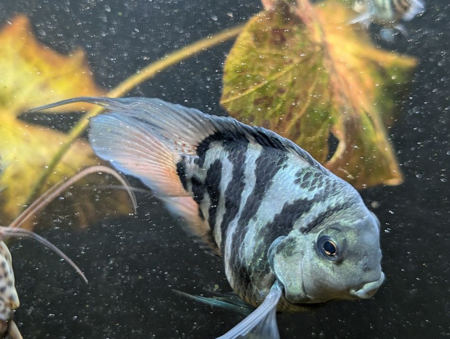 Сапфировый попугай