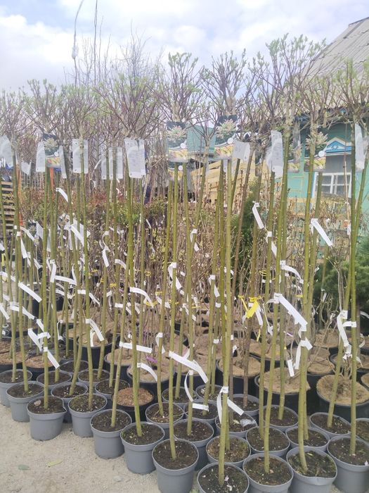 Саженцы большой выбор