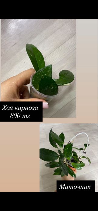 Комнатные растения