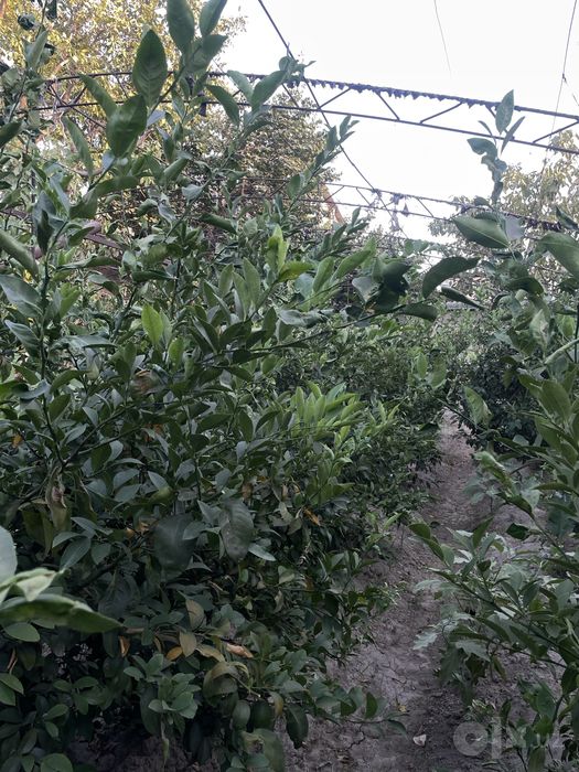 Limon daraxti (serhosil) sotiladi