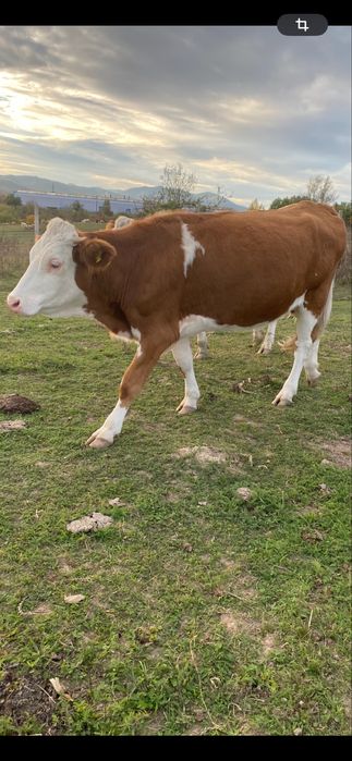 Juninci baltata romaneasca