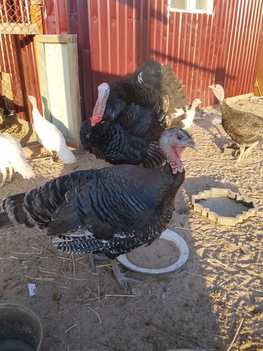 Индук күрке тауық