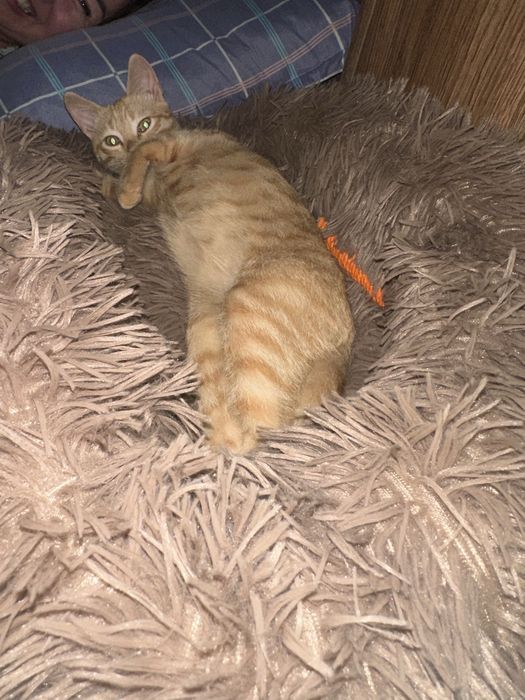 Пропала кошка срочно