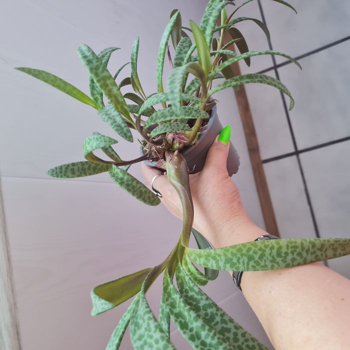 Ledebouria Socialis - Сребърно перо